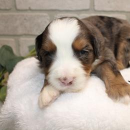 Merle male - Tri-color male Bernedoodle puppy in Mississippi from Ewing Acres