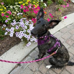 Silken Windhounds from Greenwood Sighthounds