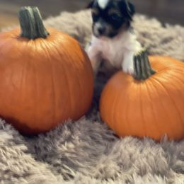 Biewer Terrier and Yorkshire Terrier Puppies from Heritage Yorkie and Biewers Kennel