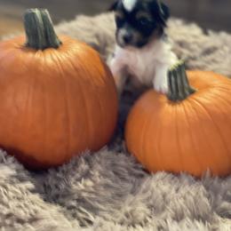 Biewer Terrier and Yorkshire Terrier Puppies from Heritage Yorkie and Biewers Kennel