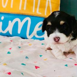 Jose - Chocolate male Havanese puppy in Hawthorne, Florida from Havanese Acres