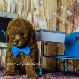 Poodle Puppies from Southern Girls Poodles