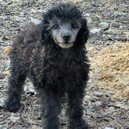 Turbo (orange) - Silver male Poodle puppy in Cabool, Missouri from Rafter B Farms