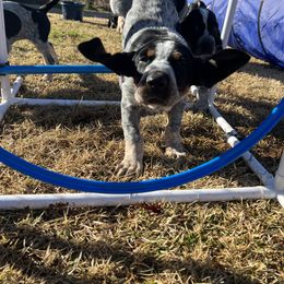 Bluetick Coonhound Puppies from The Boneyard Country Kennels
