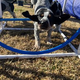 Bluetick Coonhound Puppies from The Boneyard Country Kennels