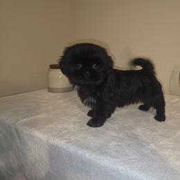 Luna - Black female Shih Tzu puppy in Kings Mountain, North Carolina from Britany's Shih Tzus