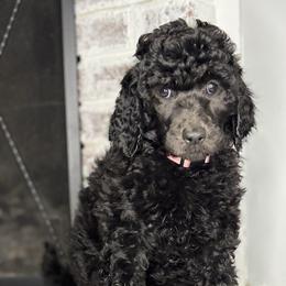 Emberly - Black and white female Aussiedoodle puppy in Monroe, North Carolina from The Klepper Homestead