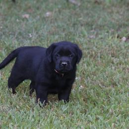 Labrador Retriever Puppies from Prebleridge Acres