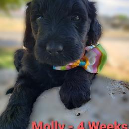Aussiedoodle Puppies from Color Country Doodles