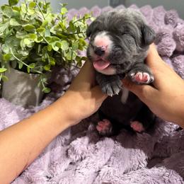 Dark Green collar Male - Gray male Cane Corso puppy in St. Augustine, Florida from RG2 Cane Corsos