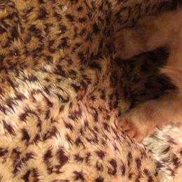 Cavalier King Charles Spaniel Puppies from Malikim Cavaliers