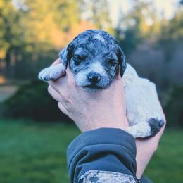 Lulu - Blue merle female Aussiedoodle puppy in Yacolt, Washington from Aussiedoodles by Maggie