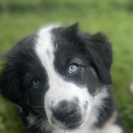 Australian Shepherd Puppies from Bedtime Story Australian Shepherds