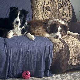 Border Collie All Grown Up from Whipple Family Farms