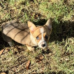 Wonder Woman - Sable female Pembroke Welsh Corgi puppy in Millsap, Texas from Punchy Pembroke Ranch