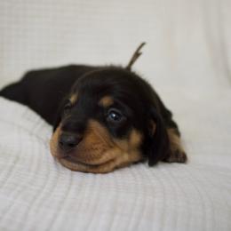 Casper - Black and cream male Dachshund puppy in Tucson, Arizona from Lengthydog.co