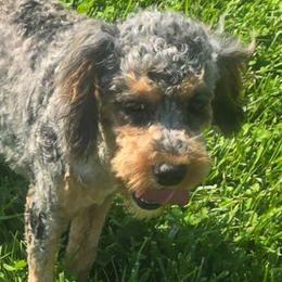 August - Merle male Cockapoo puppy in Lebanon, Kentucky from Mosaic Merle Doodles