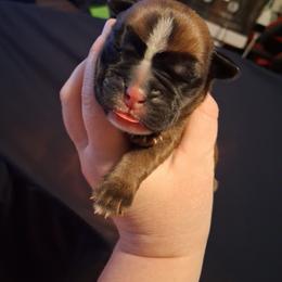 Boy 3 - Fawn male Boxer puppy in Pikeville, Kentucky from Boxers of Whispered Wishes