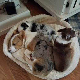 American Corgi and Pembroke Welsh Corgi Puppies from 101 Corgis