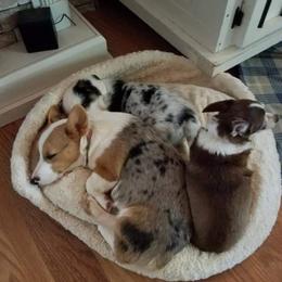 American Corgi and Pembroke Welsh Corgi Puppies from 101 Corgis