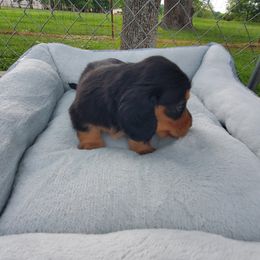 Dachshund Puppies from Chelisa Crabtree