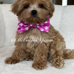 Little Lulu - Apricot female Maltipoo puppy in Hesperia, California from McCraws N Paws