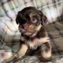 Carly - Chocolate female Havanese puppy in Starr, South Carolina from Home with Havanese