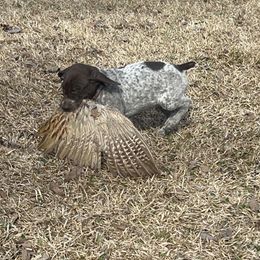 Chesapeake Bay Retriever and German Shorthaired Pointer Puppies from Against the Wind Kennels