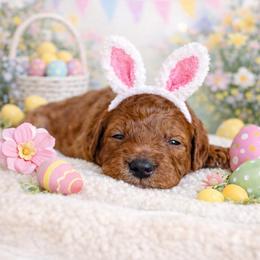 Nate - Red  male Poodle puppy in Fresno, California from Bell’s Poodles Of California