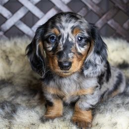 Dachshund Puppies from Dachsy