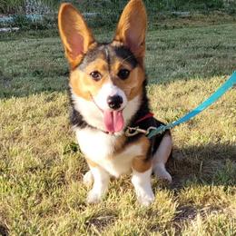 Pembroke Welsh Corgis from Peterson 49 Pembroke Welsh Corgis