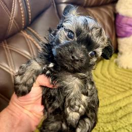 Boy 1 - Silver male Russian Tsvetnaya Bolonka puppy in Peabody, Kansas from SouthFork Ranch
