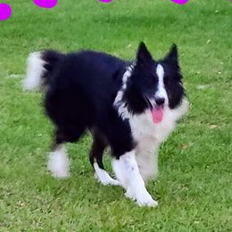 Bama - Border Collie
