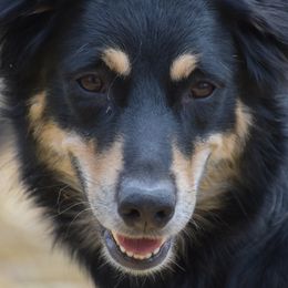 Morgana - Australian Shepherd