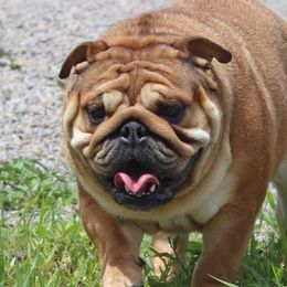Harlow - Bulldog