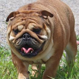 Harlow - Bulldog