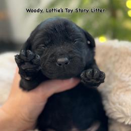 Woody - Black male Labrador Retriever puppy in Owosso, Michigan from Bennington Retrievers