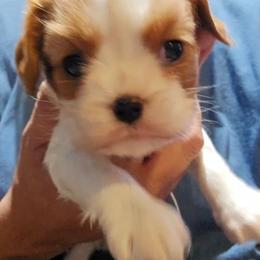 Girl 1 - Blenheim female Cavalier King Charles Spaniel puppy in Wimberley, Texas from Amazing AKC Puppies
