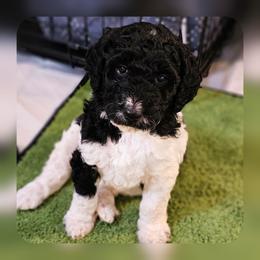 Giggles - Parti female Goldendoodle puppy in Harris County, Texas from Cute & Curly Doodles
