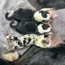 Border Collie Puppies from Wandering Meadows Farm