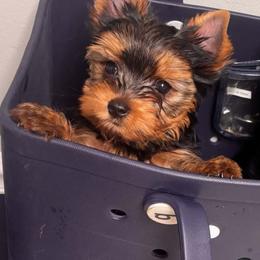 Yorkshire Terrier Puppies from Nalley Kennels