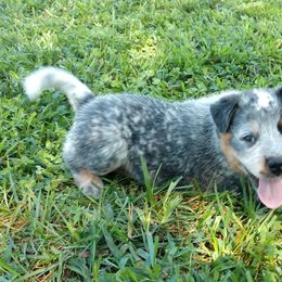 Australian Cattle Dog Puppies from Cindy McKinney's Australian Cattle Dogs