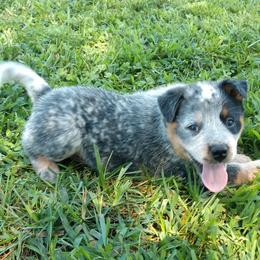 Australian Cattle Dog Puppies from Cindy McKinney's Australian Cattle Dogs