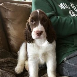 English Springer Spaniel Puppies from Ocoee English Springer Spaniels
