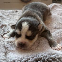 Ferrari - Black and white female Pomsky puppy in Greenfield, Minnesota from SRF Pomskies