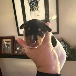Pup D - White black and tan female Toy Fox Terrier puppy in Clermont, Florida from Debbie Hiles's Toy Fox Terriers