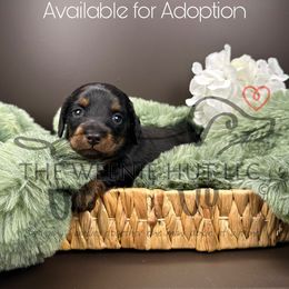 Purple Girl - Black and tan female Dachshund puppy in Crandall, Texas from The Weenie Hut