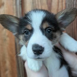 Boy 4 - Black and white male Cardigan Welsh Corgi puppy in Chehalis, Washington from Triple B Corgis