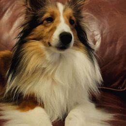 Fiona - Shetland Sheepdog