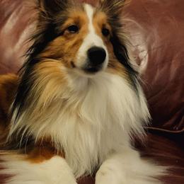 Fiona - Shetland Sheepdog